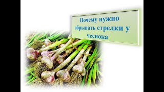 Чеснок, почему нужно убирать стрелку