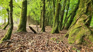 Nature Sounds - Forest Birdsong - Longford Forest, Ireland