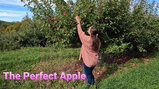 Vermont Apple Picking | Wellwood Orchard