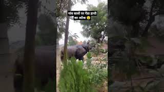 गेंडा हाथी #youtubeshorts #forest #village #youtubeshorts #animals