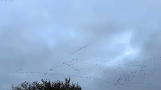 Watch as thousands of Geese are spotted migrating from the A47