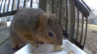 13 minutes of cat tv. Squirrels and birds