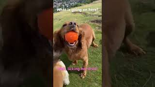 Adorable Doggie Kisses and Playtime - A Heartwarming Short!