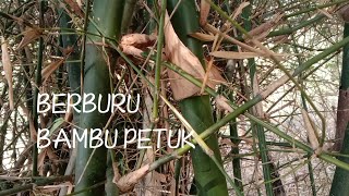 Berburu Bambu Petuk