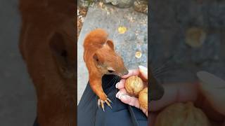 As we walk this Earth, let us tread lightly…💚Смелый Рыжик🥰 #funnyanimals #funnysquirrels