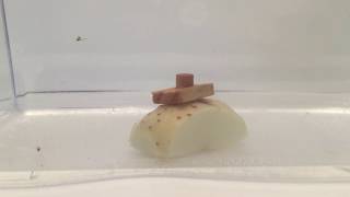 Baking Soda Vinegar Powered Potato SUB Experiment  (Spud Marine) STEM