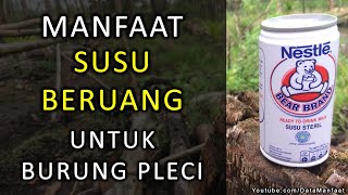 Manfaat Susu Beruang Bear Brand Untuk Burung Pleci Yang Jarang Diketahui Orang