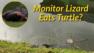 Monitor Lizard eats turtle again ?