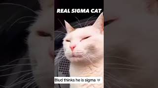 Real Sigma Cat🗿 #shorts #sigma