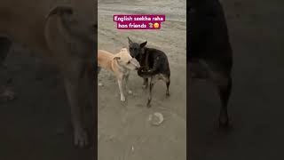 #funny #comedy #dog #doglover #dogowner #dogshorts #youtubevideo #shortvideo #viralshort#viralvideo