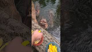 😱 Hippopotamus 🦛 see what they can do 😁😱😅 Chang mai Thailand 🇹🇭