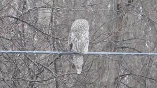 Great Grey Owl On Line - DSCN3429