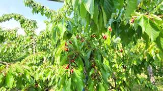 Picking Cherry 🍒❤️