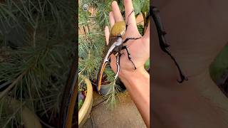 Hercules Beetles