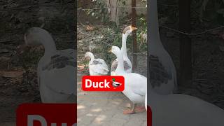 Duck😱🤗🤗||#viral #funny #memes #comedy #duck