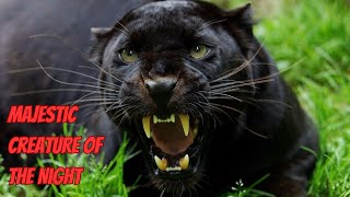 Unveiling the Majestic  World of Black Panther #nature #wildlife #animals #animalfacts