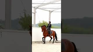 вам нравиться такой формат?) #equestrian #edit #horse #fyrシ #tiktok #horsejumping #dressage