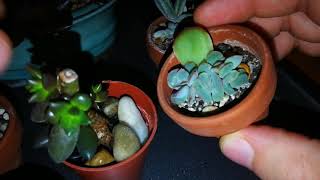 Succulent Propagation