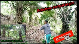 proning sawit yg robot