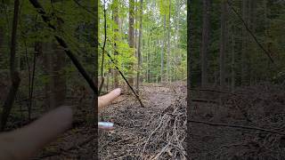 LARGE TREE HARVEST around YOUNG OAK TREES in a FOREST!