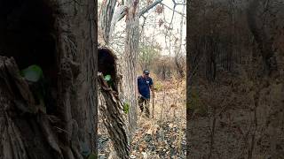 Another weird #birds home in a hole