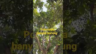 pohonnya banyak burung