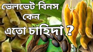 আলকুশি বীজ ব্যবহারের সঠিক পদ্ধতি কি? এখুনি জেনে নিন // Mucusa Pruriens Health Benefits