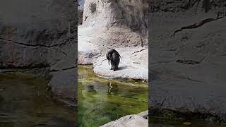 Penguins at the Saint Louis Zoo