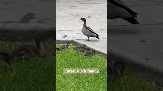 Cutest Duck Family #travelvlog #bulu_vaiya #gerroa #duck #sydneytravel