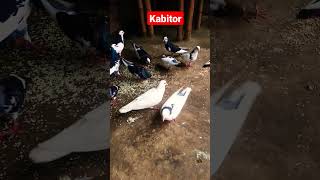 #sort #viral #trending 🔥 kabitor dana khaoyar short video #viralsong #shorts