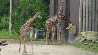 CINCINNATI ZOO 2014