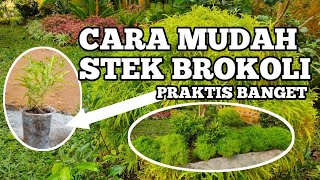 Cara Stek Brokoli Kuning / Hijau Praktis - Califa