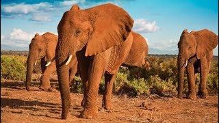 Addo National park videos -(elephant lion buffalo kudu )and many other wildlife full episode