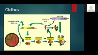 Terapia blanco y tratamiento antihormonal en cáncer, Feb-2021, Parte 2