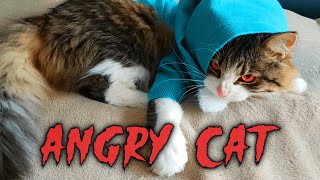 злой кот. смешное видео. angry cat