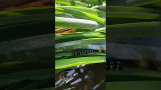 Caterpillar 🐛🦋#youtubeshorts #caterpillar #video #like #viral #india #animals #butterfly