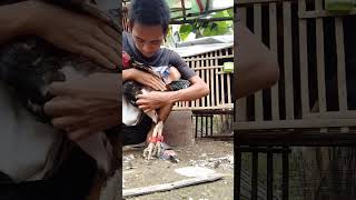 Cara Nyabut bulu ayam (MABUNG PAKSA) #shortvideo #viral #pecintaayam