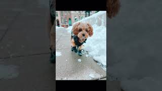 Cute Animals |Funny animals Reaction 2021#750.