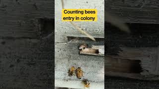 Counting the number of Honey Bees entry in colony #shorts #shortsfeed #honeybee