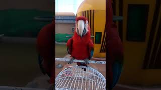 Red macaw parrot | macaw parrot short video