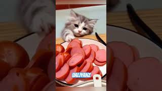 The lure of delicious food! #cat #funny #catvideos #shorts #fyp