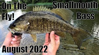 Indiana Stream Smallmouth: Summer on the Fly 8/28/22