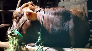 Sapi limousin kualitas dor nomer 1