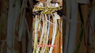 Onions & Garlic! #garden #gardening #onions #garlic #food #gardeningtips #gardeningideas #outdoors