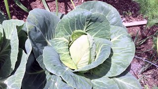 Fast Growing and Tasty Winter Cabbage Variety