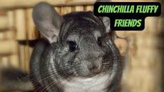 Everything You Need to Know About Chinchillas #chinchilla #animals #wildlife #animalfacts