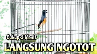 MURAI BATU GACOR AMPUH BUAT PANCINGAN MURAI BATU AGAR BUNYI CEPAT BIKIN MURAI BONGKAR MATERI