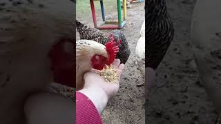 Hungrige Hühner fressen aus der Hand. Sperber, Sussex und Triesdorfer Landhuhn