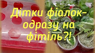 Дітки фіалок - одразу на фітіль!?