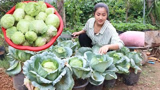 Small cabbage in vegetable garden is good for my recipe - Cooking with Sreypov